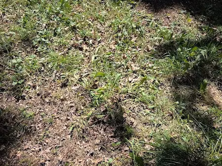 vente terrain 1013 m² à dirac (16410)  55 000 €