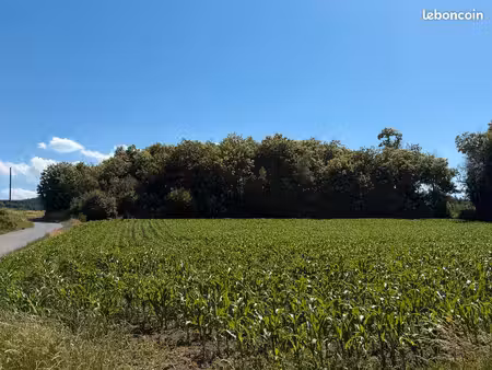 bois de 3 900 m² à louer contre 1 symbolique – haut beaujolais (les ardillats) apiculture 