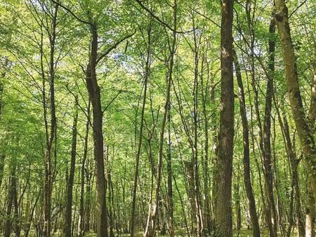 forêt