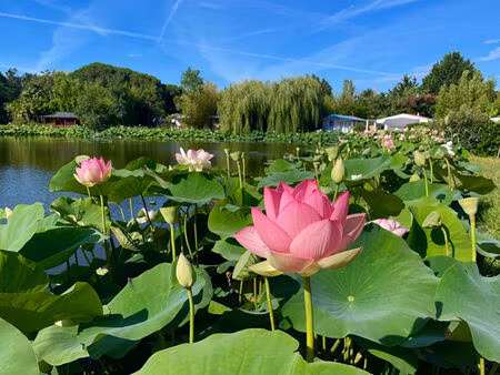 chalet dans parc a l'annee