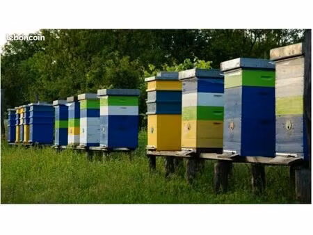 recherche terrain pour ruches