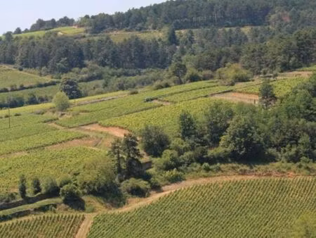 terrain viticole meursault