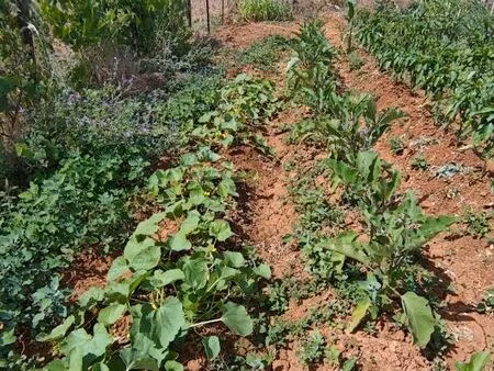 jardins potagers bio avec eau à louer