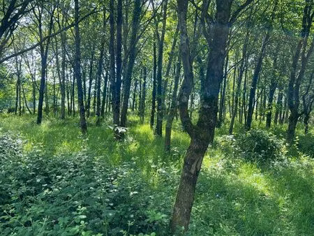 terrain naturel arboré laillé 3200 m2