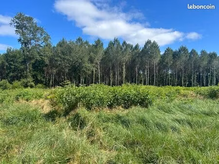 forêt 4 662 m² saint paul en born