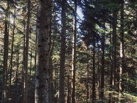 propriété forestière de 43 hectares