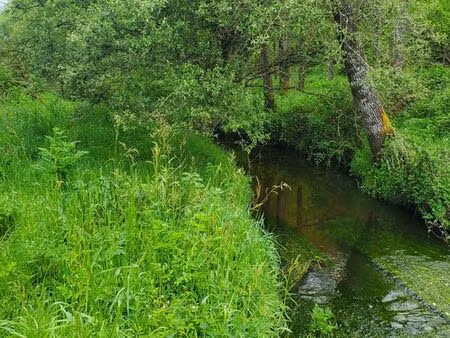 terrain  loisir  foret