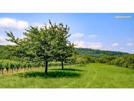 verger - prairie - terrain non constructible