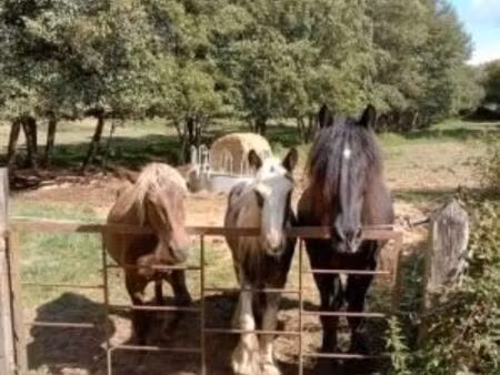 offre pré pour chevaux contre entretien