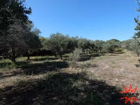 terrain constructible