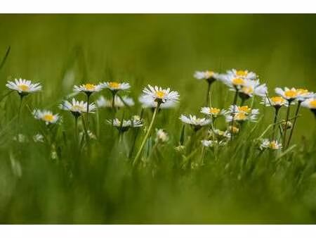 vente terrain à teillé (44440) : à vendre / teillé