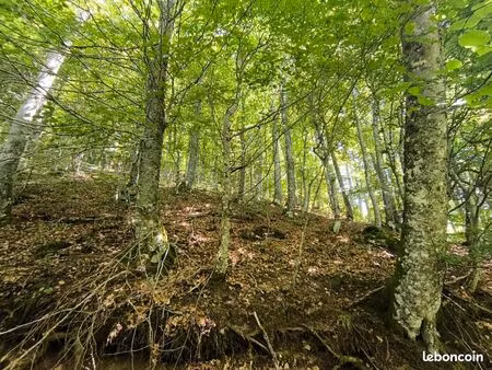 parcelle de bois