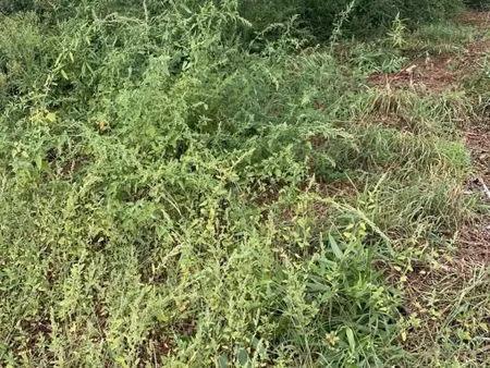 terrain 830 m² gujan mestras