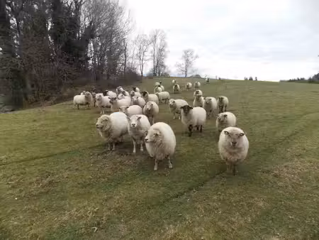 ferme avec 27 hectares de terres certifiées bio  maison  plus maison à restaurer et...