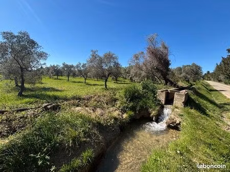 terrain d'olivier très très rare  à massane les alpilles au près des beaux de provence  su