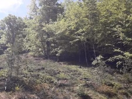 terrain boisé