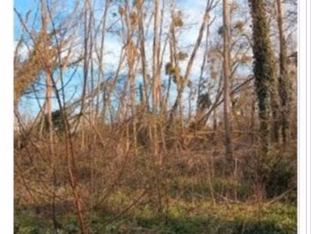 recherche parcelle de bois d'acacia sur illats 33720 - cérons