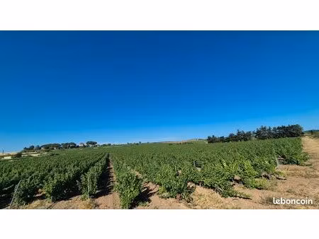 parcelle 3 30 hectares vigne sauvignon blanc