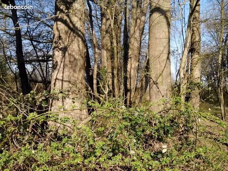 plusieurs parcelles de bois