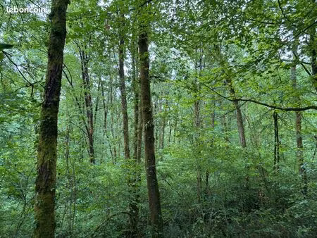 parcelle forestière
