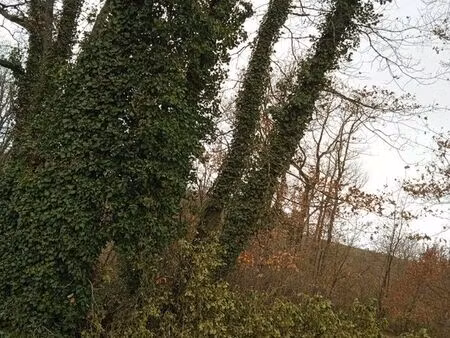 terrain en partie ombragé non inondable avec accès privé