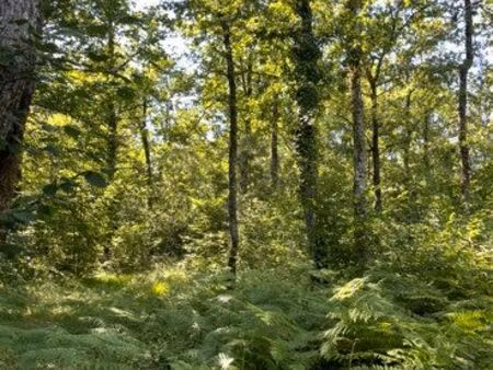 forêt