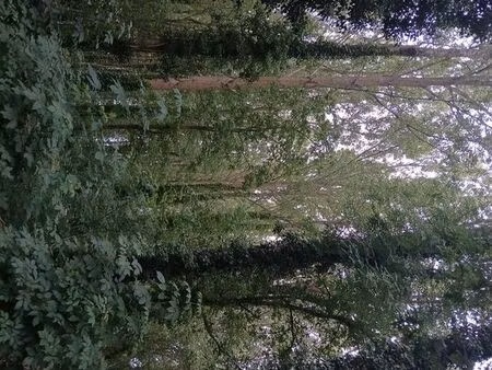 terrain boise de 4500 m2