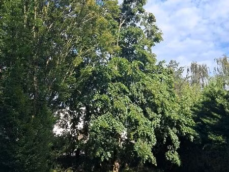 terrain arboré