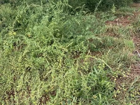 terrain 830 m² gujan mestras