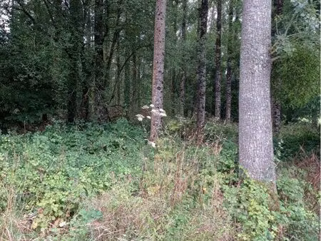 terrain boisé 5880m2 avec une plantation de peupliers en bord de ruisseau  bois  loisirs