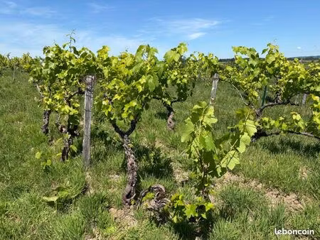 vignes / exploitation viticole