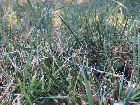 recherche prairie à acheter