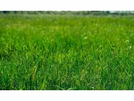 vente terrain 800 m² à ouzilly (86380)  19 000 €