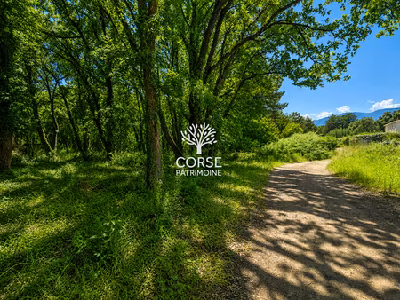 vente terrain 2500 m² à prunelli-di-fiumorbo (20243)  235 000 €