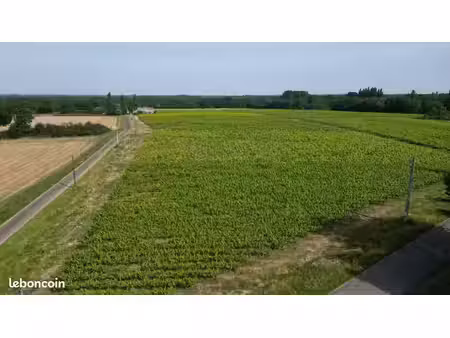 vignes à louer