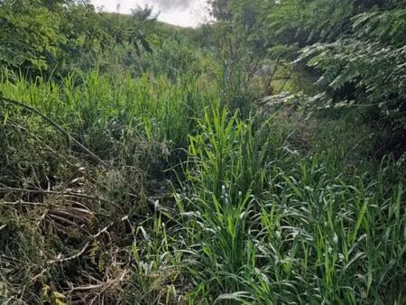 terrain le vauclin 1820 m2 a quelques minutes a pied de la plagede pointe faula