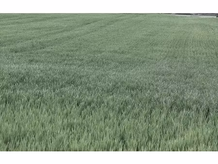 dange saint romain (86220) - terrain à vendre de 25 445 00 m²