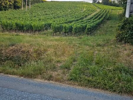 vigne juliénas