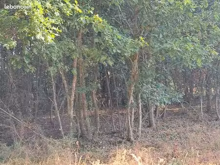 terrain boisé