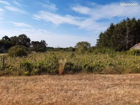terrain agricole vigne