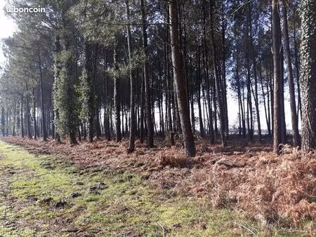 très joli terrain en forêt