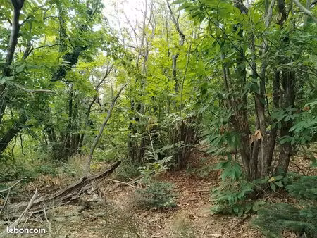 terrain taillis