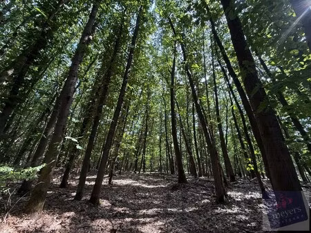 uw eigen stukje natuur in houthalen-helchteren – voornstraat (10 are)