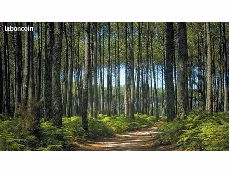 terrain 690 m² pissos