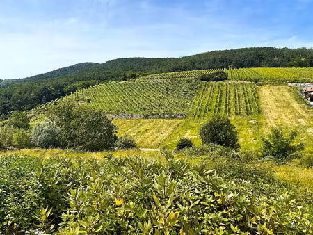 vente maison 4 pièces 99 m² ingersheim (68040)