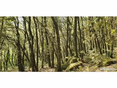 forêt chênes alzina 26000m²