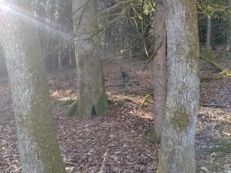 parcelle boisée