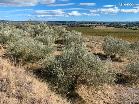 terrain agricole oliveraie