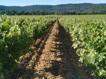 îlot de vignes