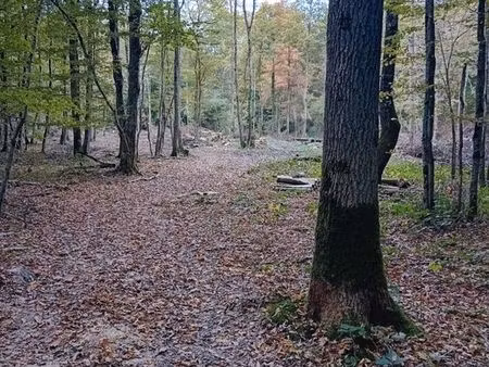 parcelle de bois